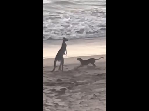 Brave dog squares up to kangaroo on beach