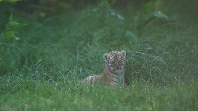 Banham Zoo: Adorable Norfolk tiger cub makes hilarious face while play  fighting with sibling - Norfolk Live