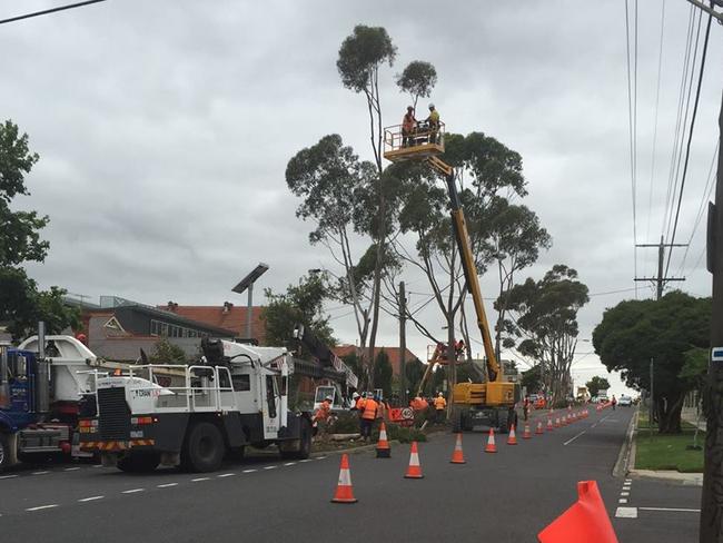 Work begins on cutting down the trees.