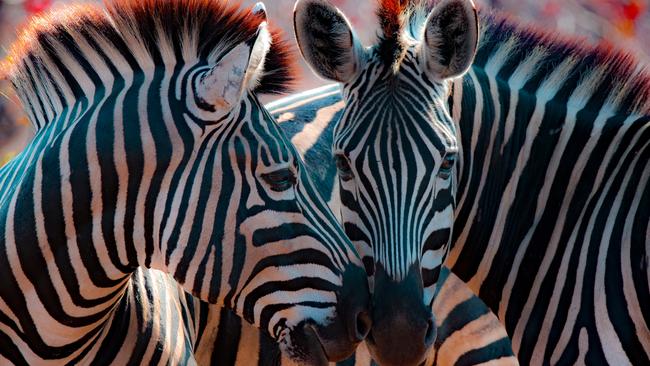 Zebras in the Maasai Mara, Kenya.