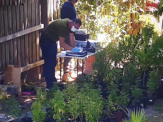 CCTV captured the seizure of cannabis plants by Victoria Police from a rooming house on Albion St, Caulfield South. Picture: Supplied