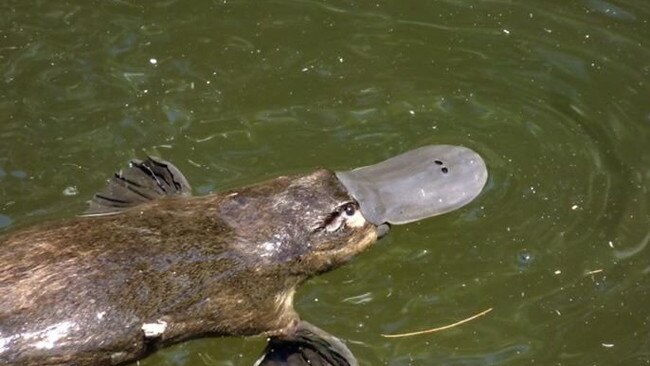 Nikita Kiri took this platypus photo at Eungella National Park Photo: Contributed