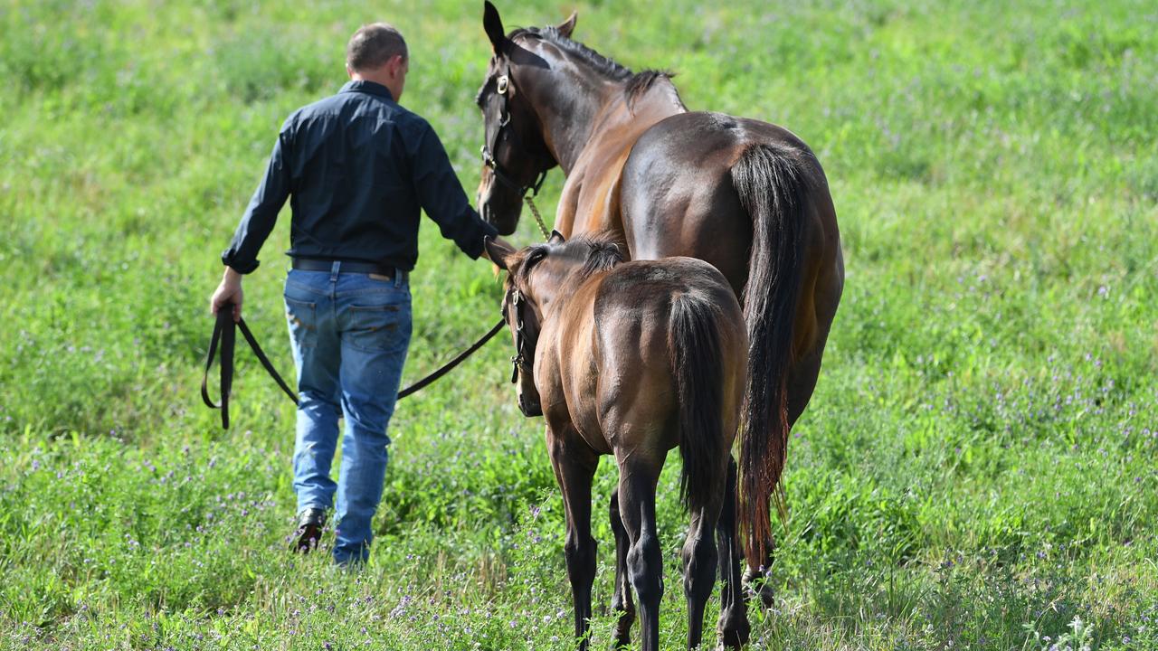 Chris Waller with Winx and her foal, which Debbie Kepitis later bought as a yearling for $10 million.