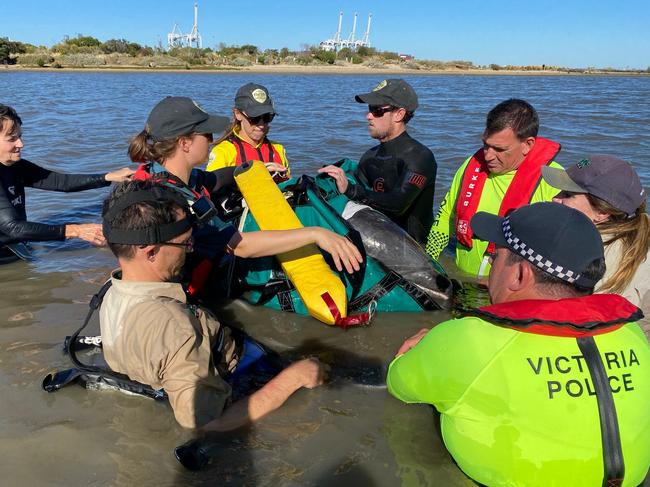 Police came to the rescue of a dolphin stranded in Port Phillip Bay., Water police were called to Greenwich Reserve in Williamstown just after 4 pm on Monday to assist the animal, which had beached itself in shallow water. Marine animal experts from Melbourne Zoo had requested police assistance, with two inflatable rescue boats carrying four officers deployed. A sling was made to tow the marooned mammal into deeper water, a fifth police member stationed onshore to watch over the rescue effort. Animal experts assessed the dolphin before it was successfully released, police saying for once this was one slippery customer they were pleased to see getaway.