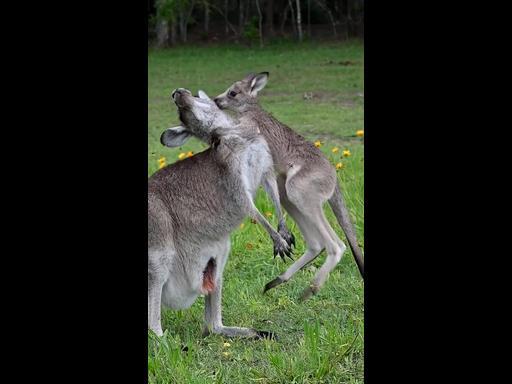 Mama kangaroo shows incredible patience with young joey