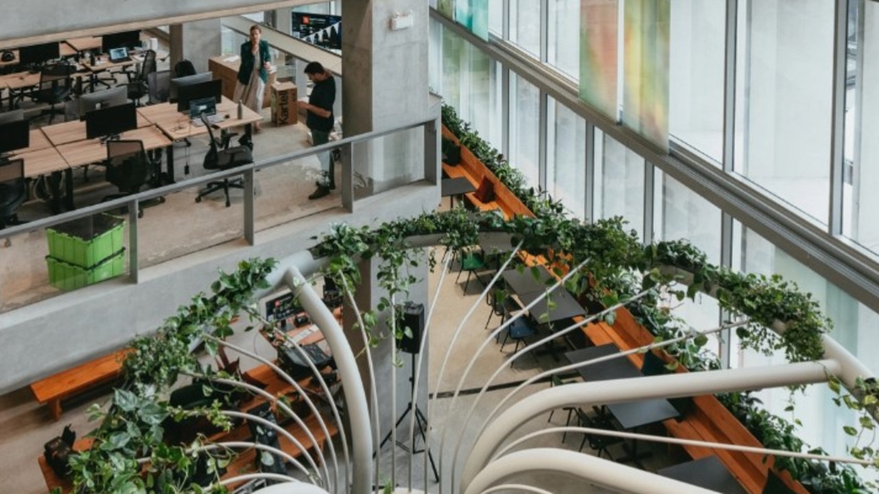 The 'breathing tree' in SafetyCulture's Surry Hill's office.