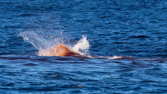 A killer whale launches an attack on a young sperm whale off the NSW South Coast.