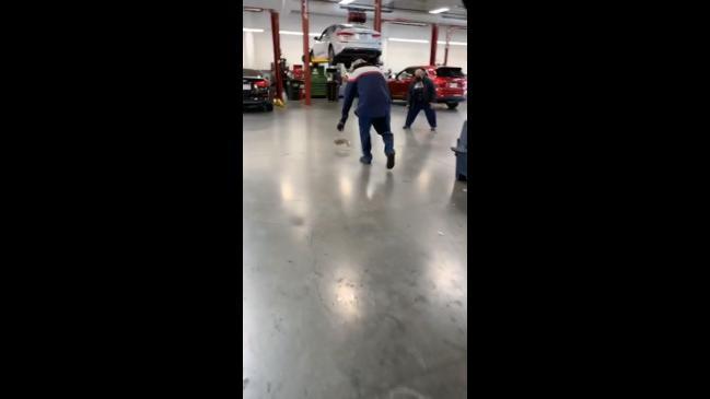 Hectic rabbit chase inside mechanic shop