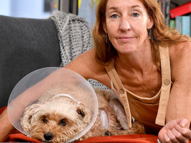 Denise Nott and 12yo cavoodle Molly, who was savagely attacked by a pitt bull in Burleigh on Sunday.Monday May 1, 2023. Picture, John Gass