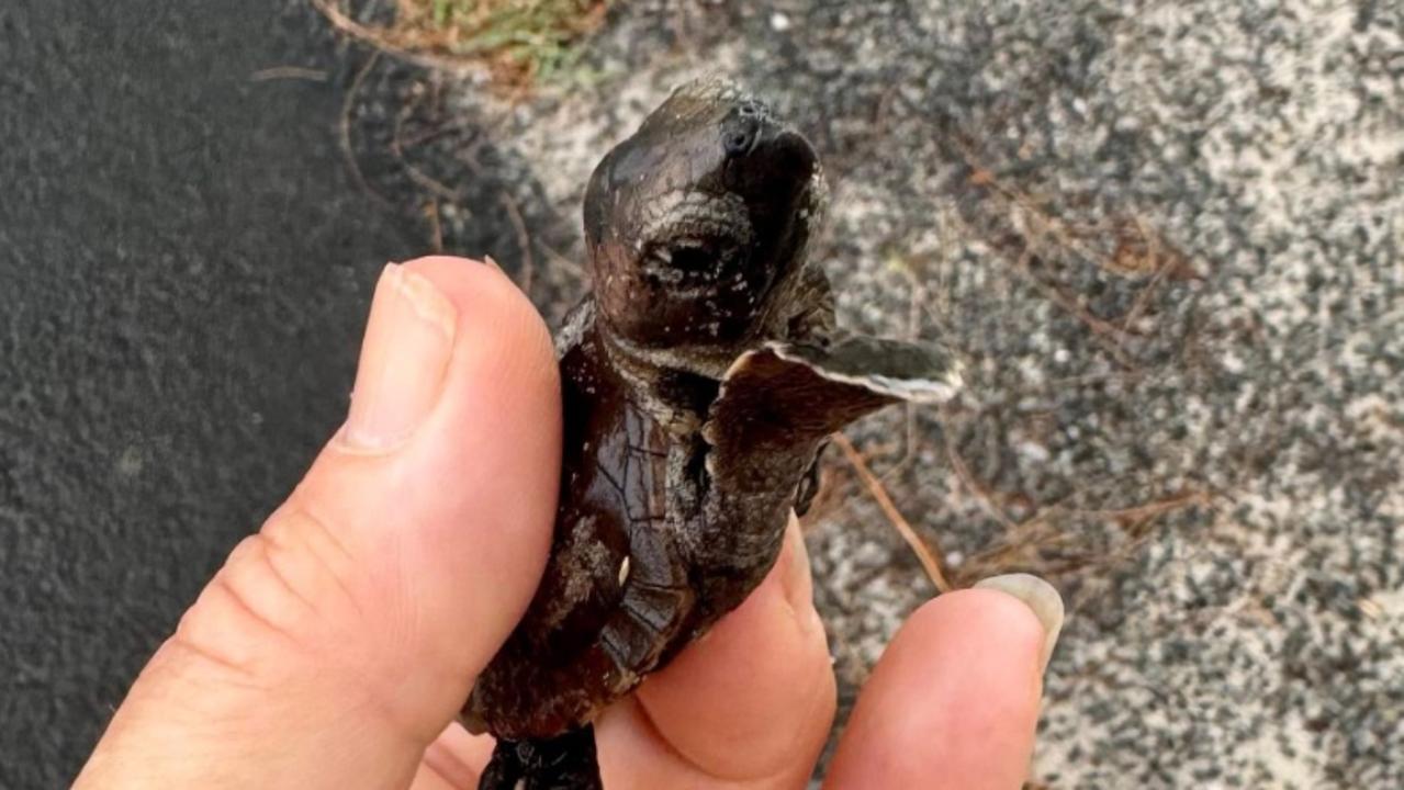 Julia Sands-Wyeth recently shared photos on social media of a baby turtle hatchling that was found on the Esplanade at Woodgate Beach.