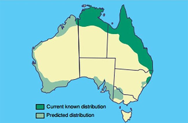 The current, and predicted, spread of cane toads in Australia.