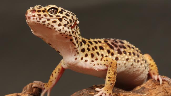 A leopard gecko on a branch.