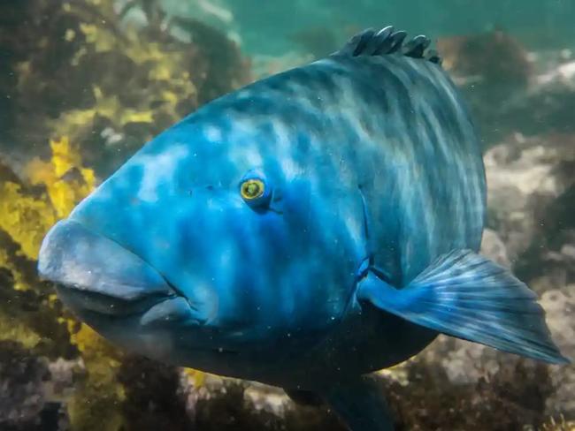 A group of Cronulla swimmers deeply saddened by the illegal killing of a blue groper has called for greater protection for marine life in Bate Bay.A man was issued with a $500 on the spot fine from NSW Police and a $300 fine from the Department of Primary Industries when he used a spear to kill a blue grouper at Oak Park Beach on December 30.It is illegal to take a groper by any method other than a line or handline. Mr Green wants to see the Bate Bay area become a protected marine sanctuary to âstop the needless and heartless acts against our fish friendsâ. Picture: Supplied