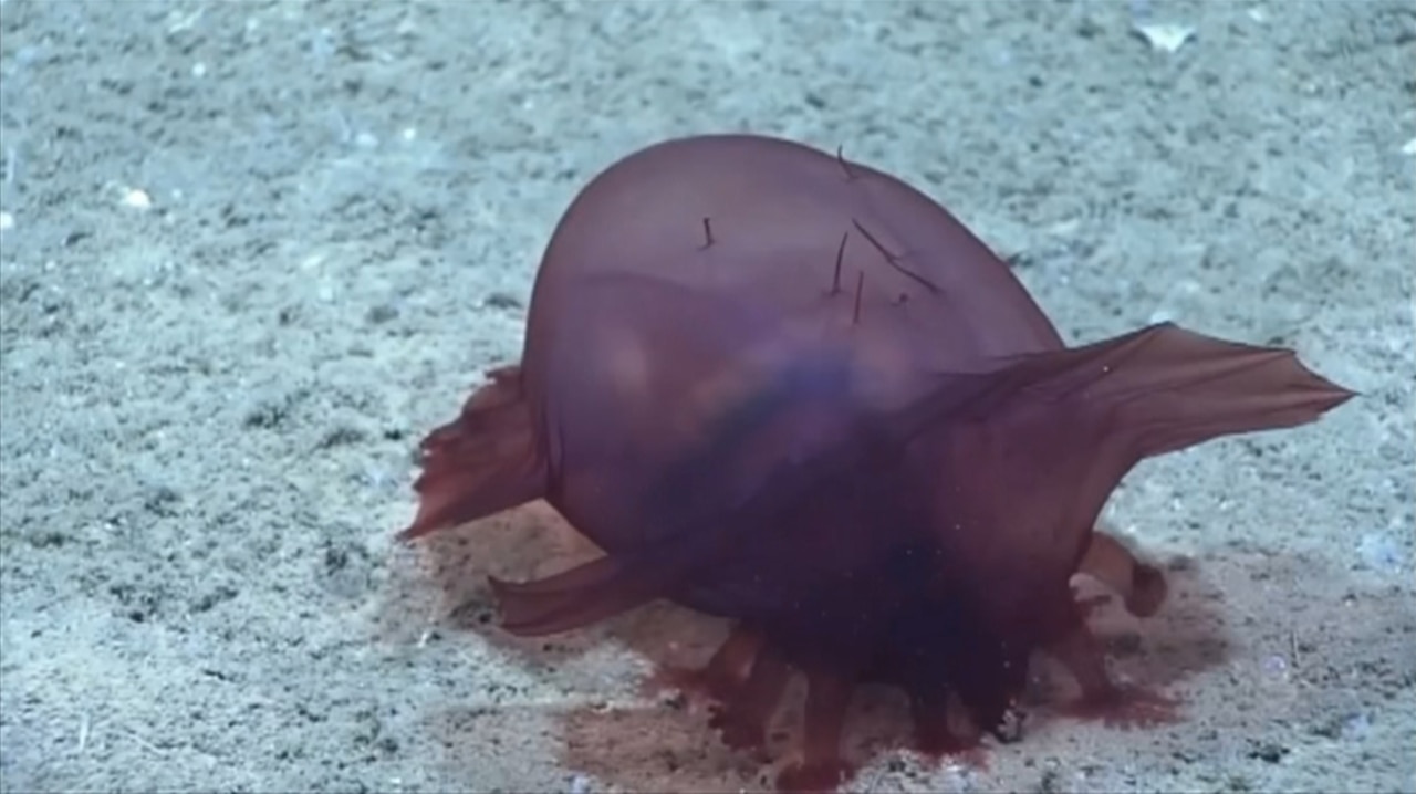 Rare ‘headless chicken monster’ captured on camera near Antarctica ...