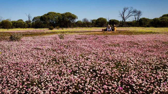 A field of West Australian wildflowers. Picture: Sarah Hewer