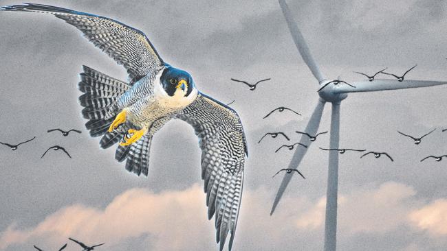 Peregrine falcons are considered vulnerable in Victoria, but a wind farm is being built near a nesting area. Artwork: Ollie Reynolds