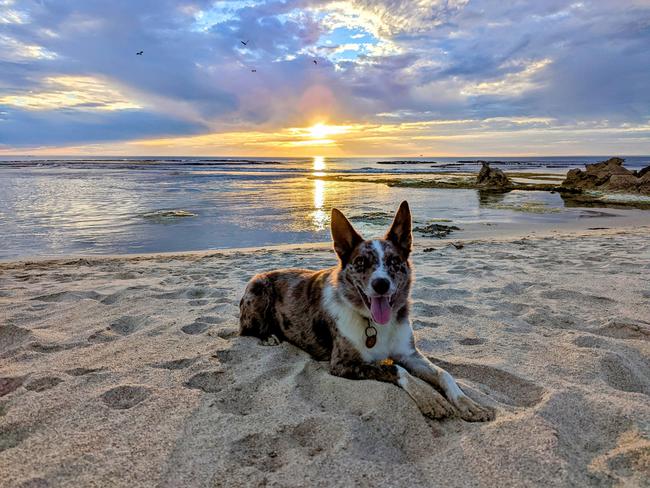 Juno taking in a stunning summer sunset at West Beach, Robe. Picture: Kristi Lane