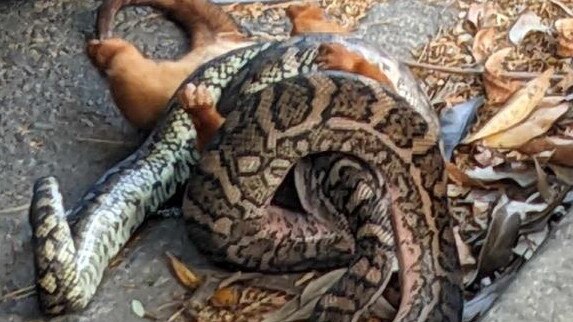 Local Brisbane woman captures a large carpet python snacking on a possum in a street. Photo: Karen Dutra