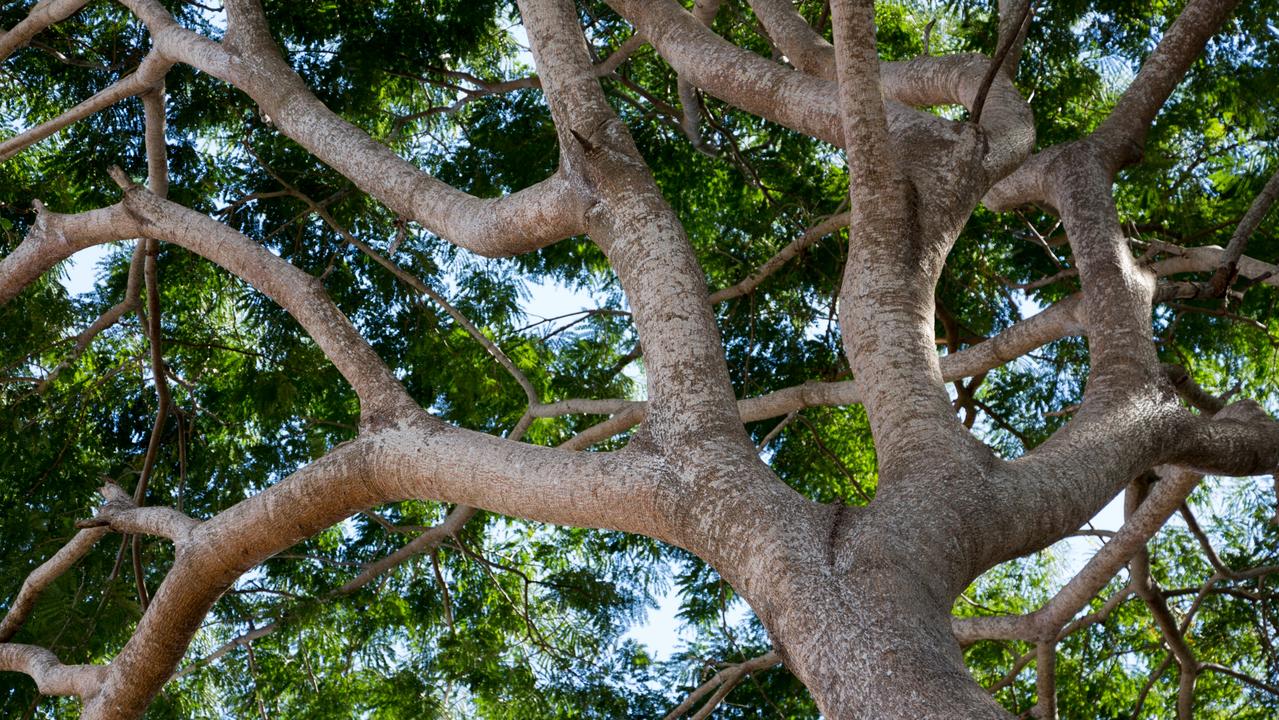 Enterolobium cyclocarpum, commonly known as a devil's ear tree or monkey-ear tree is a large fast-growing, deciduous trees native to Central America.