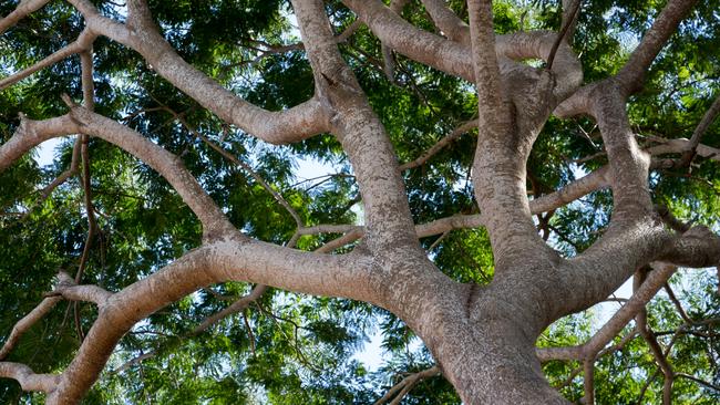 Enterolobium cyclocarpum, commonly known as a devil's ear tree or monkey-ear tree is a large fast-growing, deciduous trees native to Central America.