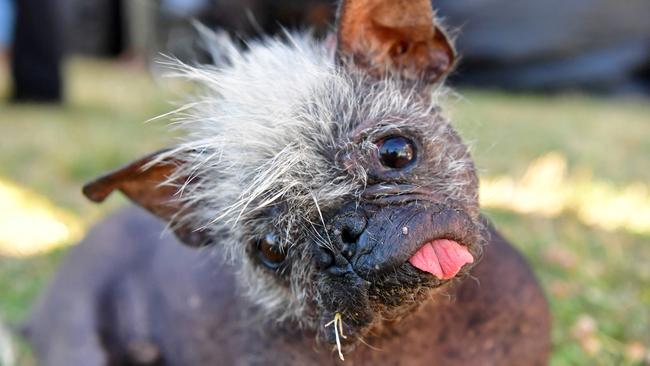 Mr. Happy Face looks towards the camera before the start of the World's Ugliest Dog Competition in Petaluma, California on June 24, 2022. - Mr. Happy Face, a 17-year-old Chinese Crested, saved from a hoarder's house, won the competition taking home the $1500 prize. (Photo by JOSH EDELSON / AFP)