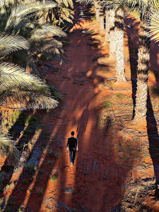 The Desert Fruit Company’s workers spend hour after hour in cherry pickers attending to the palms. Picture: Rhett Hammerton