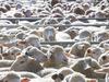 lamb exports