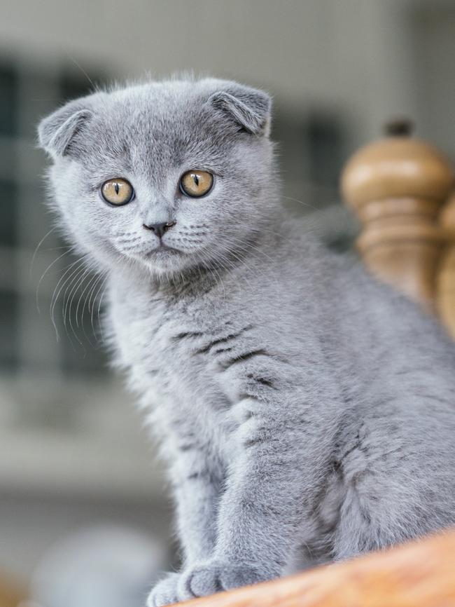 Australia’s national cat registry, Australian National Cats Inc, said Scottish Folds were among the most popular breeds of cats nationwide.