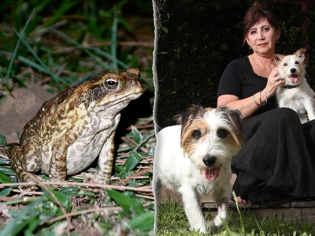 Julie Zannes-Dowker with her dogs Banjo and Matilda at her Miami home.. Banjo (left) almost lost his life after being poisoned by a cane toad. Picture Glenn Hampson
