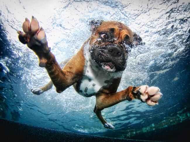 Underwater Dogs Kids Edition: Photos by Seth Casteel