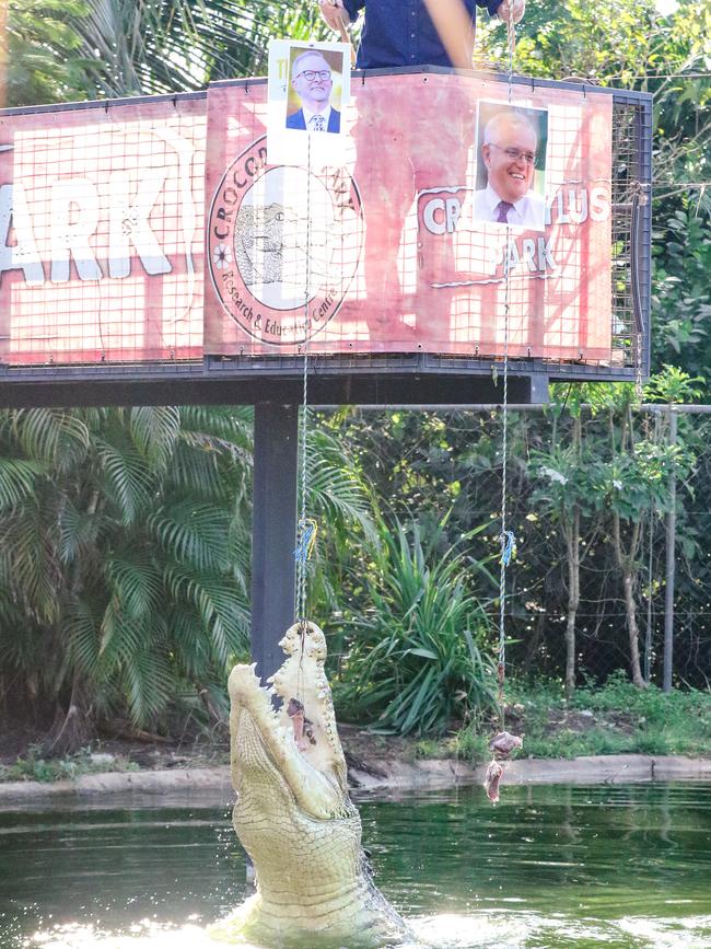 Speckles the psychic croc predicts the 2022 federal election will swing to Labor leader Anthony Albanese. Picture: Glenn Campbell