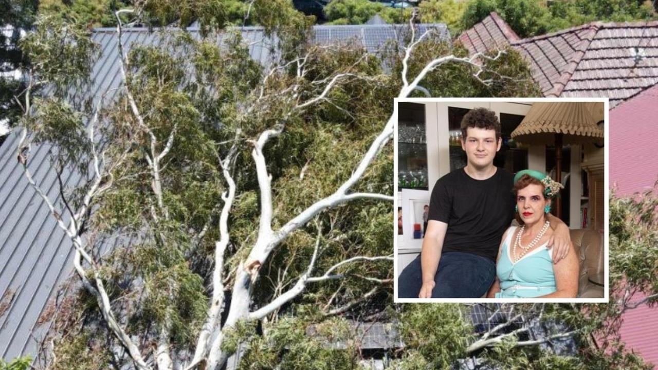 ‘Time for excuses is over’: Councils warned over tree removal delays