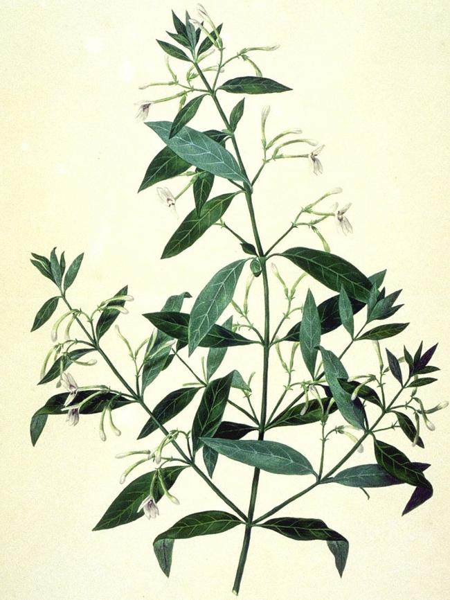 A botanical illustration produced by Sydney Parkinson.