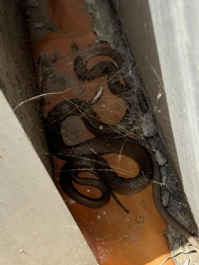 Snake Catchers Adelaide posted a brown snake eating a smaller brown snake. Picture: Snake Catchers Adelaide