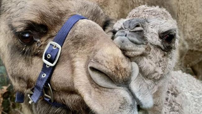 The Tasmanian-born calf no longer moults at the start of summer. Picture: St Marys Camel Farm/ Facebook