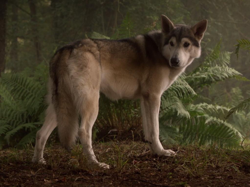 The American Alsatian Breeders Association has succeeded in breeding a number of large, wolf-like American Alsatians that they’ve dubbed ‘dire wolves’. Picture: Supplied