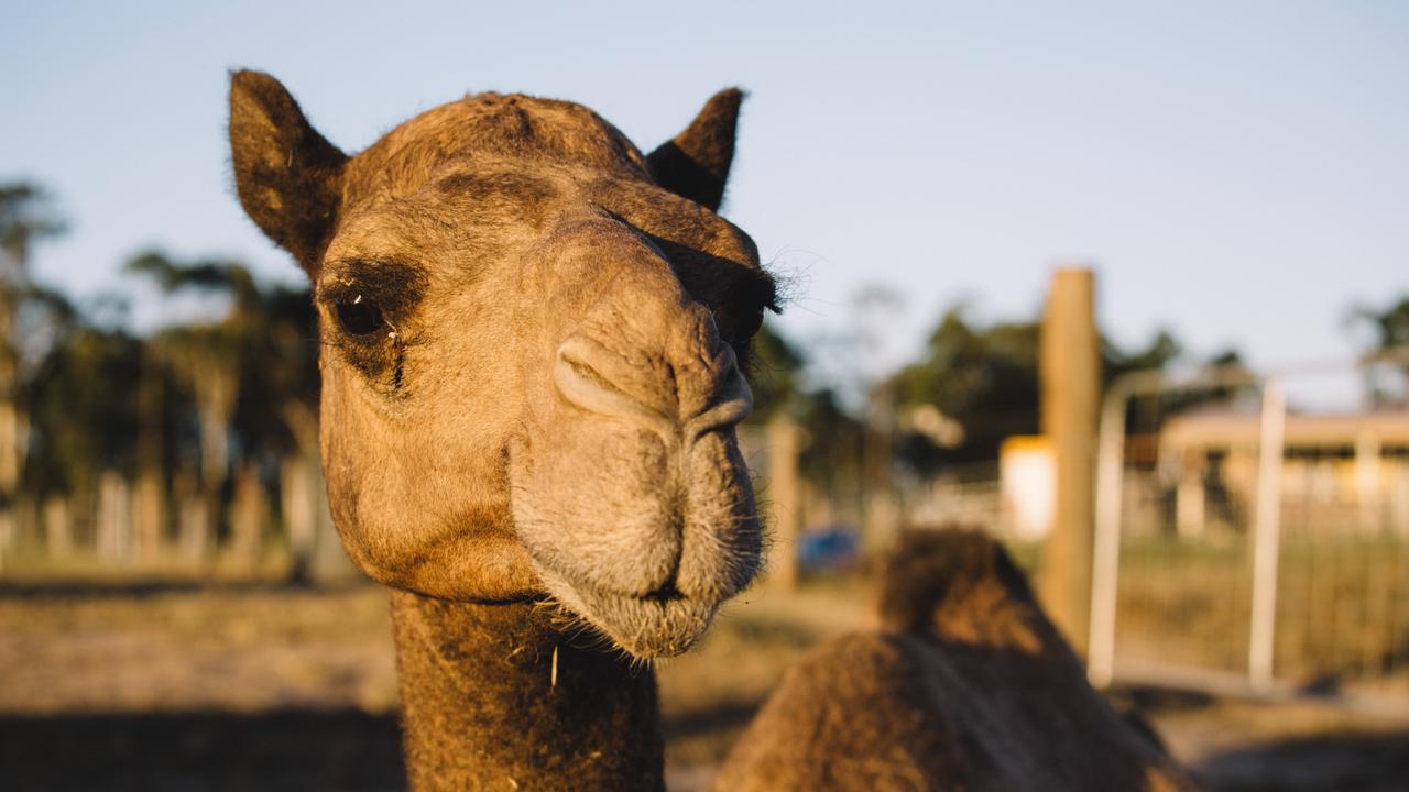 Camel farmer Yasmin Brisbane reveals unique job working with camels | The  Courier Mail