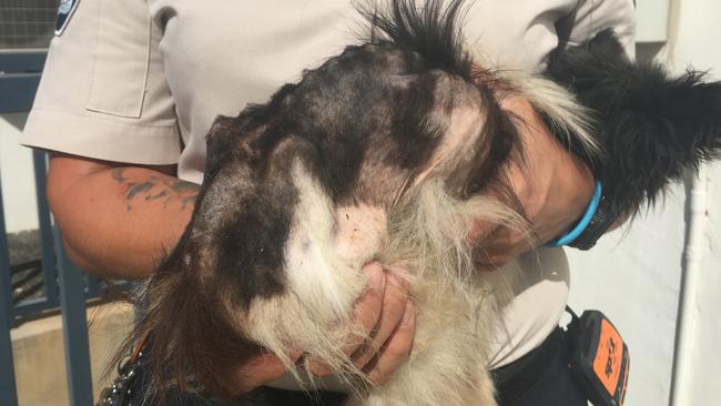 A Hebersham woman has been ordered to pay more than $15,000 to the RSPCA after being sentenced on animal cruelty charges towards three dogs after they were found emaciated and diseased. Picture: RSPCA NSW