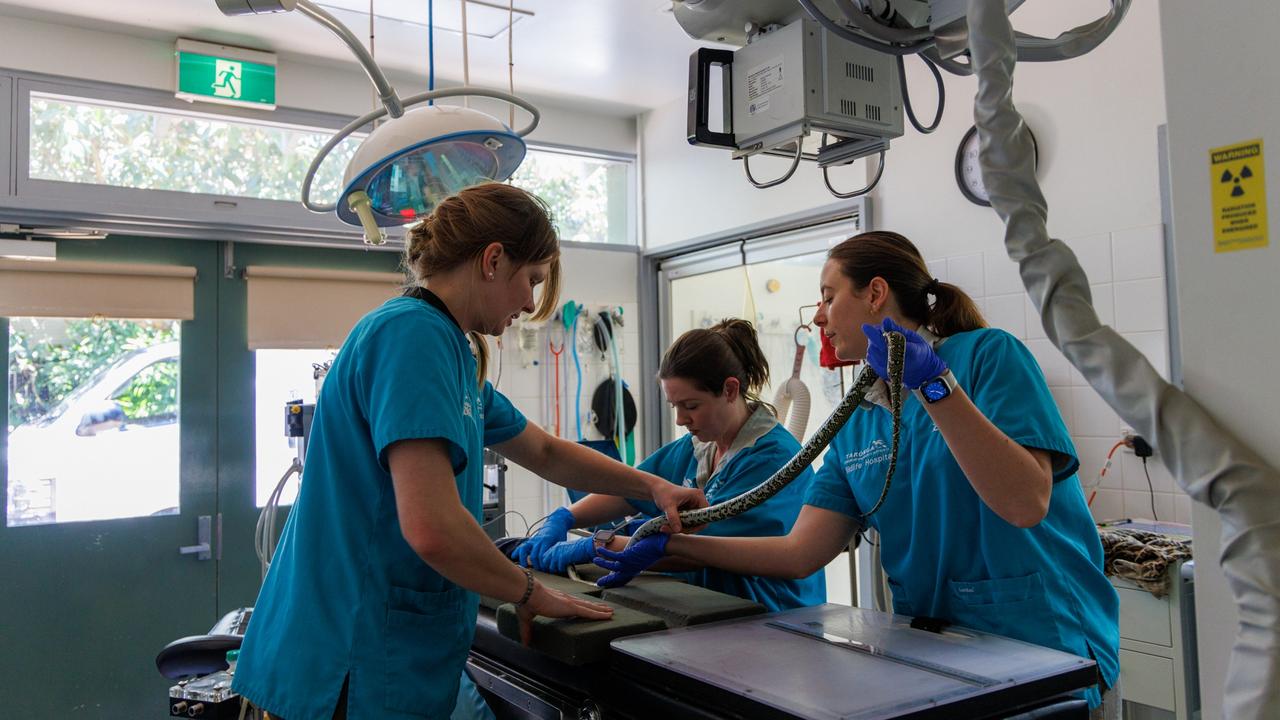 Taking an X-ray was quite a long process – in more ways than one. Picture: Taronga Wildlife Hospital