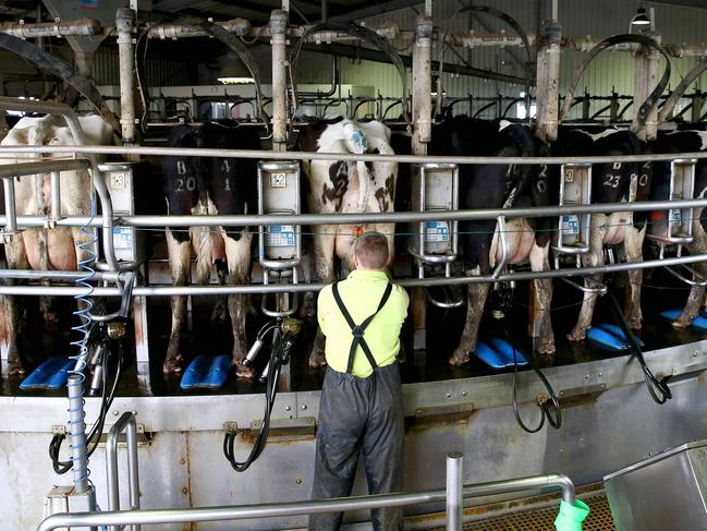 Union Dairy Company's showpiece farm at Grassmere. Cows on a rotary dairy getting milked. generic farm, cow, milkingPicture: ANDY ROGERS