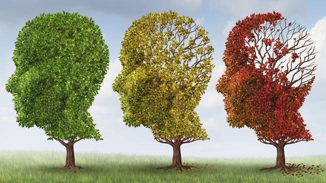 Brain aging and memory loss due to Dementia and Alzheimer's disease with the medical icon of a group of color changing autumn fall trees in the shape of a human head losing leaves as a loss of thoughts and intelligence function.