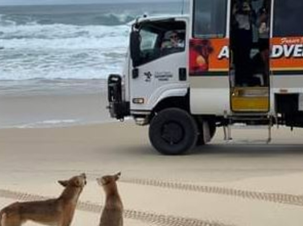 Visitors getting close to take a photo of a dingo pack