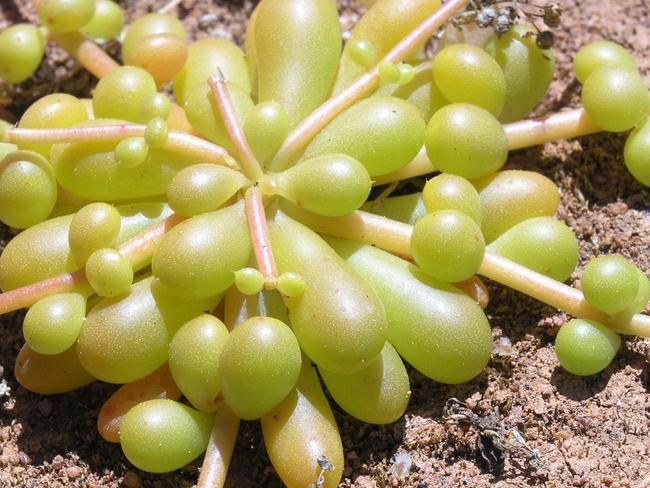 EMBARGO FOR TWAM 27 JAN 2024. FEE MAY APPLY. Calandrinia Creethae. Photo: Attila Kapitany