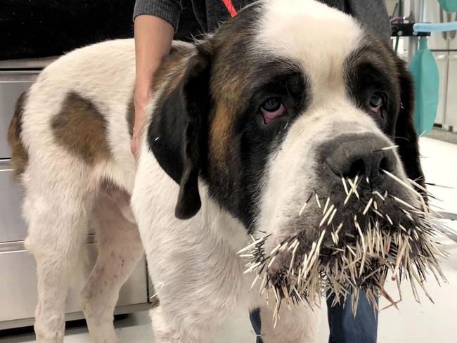 Ruckus the Saint Bernard with his mouth filled with spikey quils after an encounter with a porcupine in New York. Picture: Caters