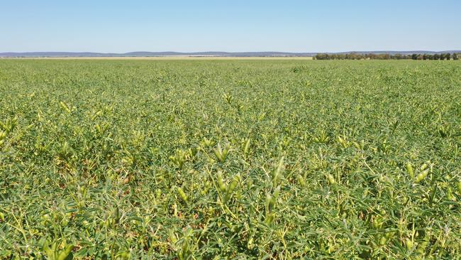 Ballandry Station is capable of a wide range of dryland and irrigated cropping pursuits.