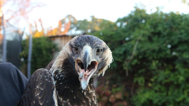 Adam Hardy of Raptor Care North West and a wedge tailed eagle with suspected poisoning. Picture: Elise Kaine