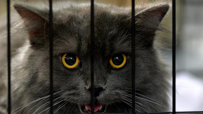 Generic photo: Sheru, a Siberian cat, is seen in a cage.