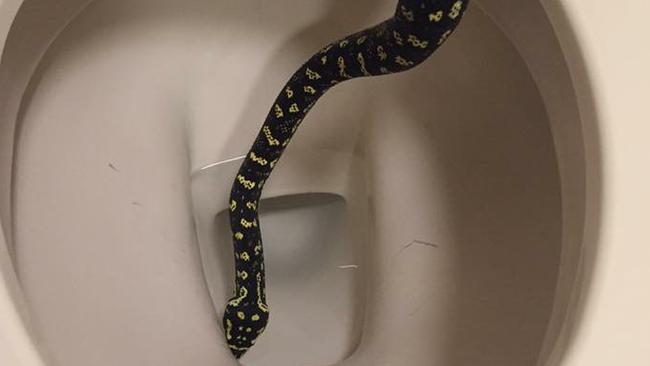 Massive snake slithers out of ladies' room toilet in Australia, becomes  your next nightmare