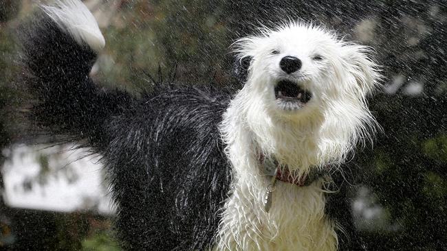 Border Collie Jazz, who loves the water. Picture Dean Martin