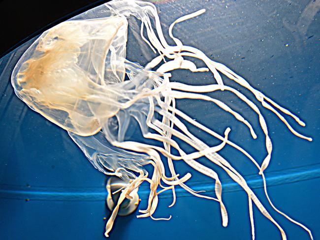 Reef RQ have a Box Jellyfish on display after it was  pulled from the marina.  Picture: Zak Simmonds